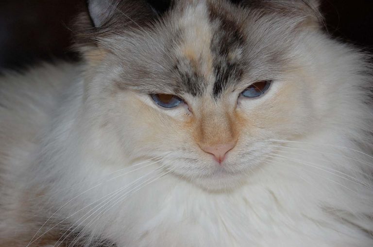 Eläintenviikko – 4.10. eläinten päivä