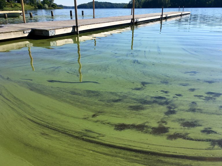 Mitä sinilevä on ja miksi siitä pitää olla huolissaan?