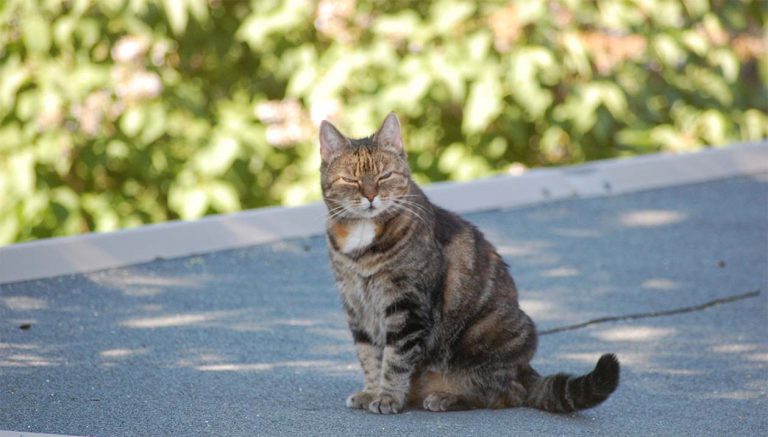 Kodin lemmikki,  osa perhettä?