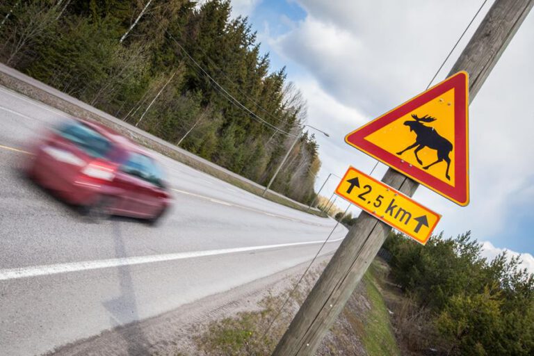 Peurat, kauriit ja hirvet taas liikkeellä – valtaosa huomioi varoitusmerkkialueen ajamisessaan