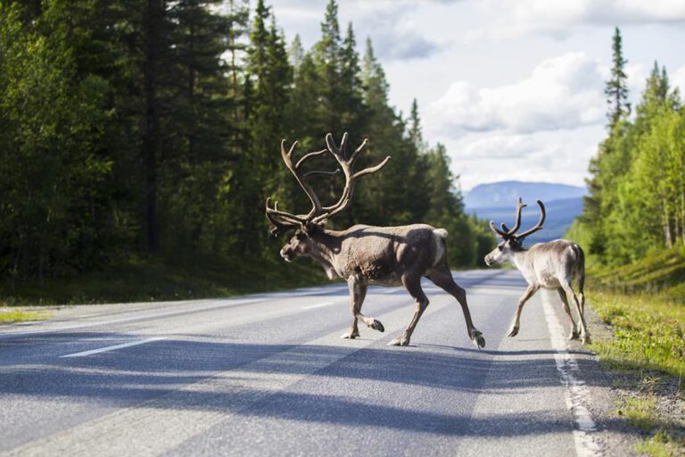 Huolehdi turvallisuudesta ja muista vastuusi, jos törmäät eläimeen
