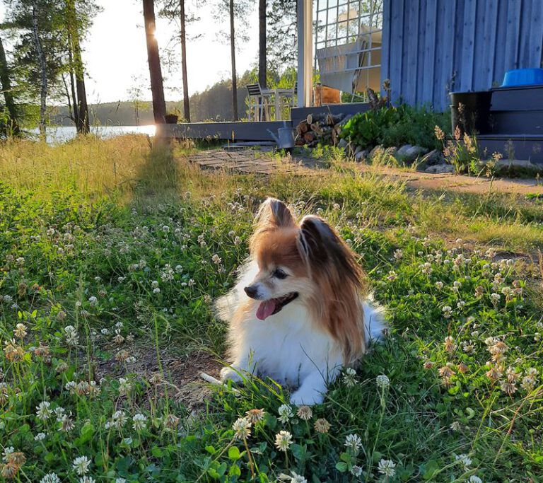 Mökillä koiran kanssa – 6 yleistä vaaraa