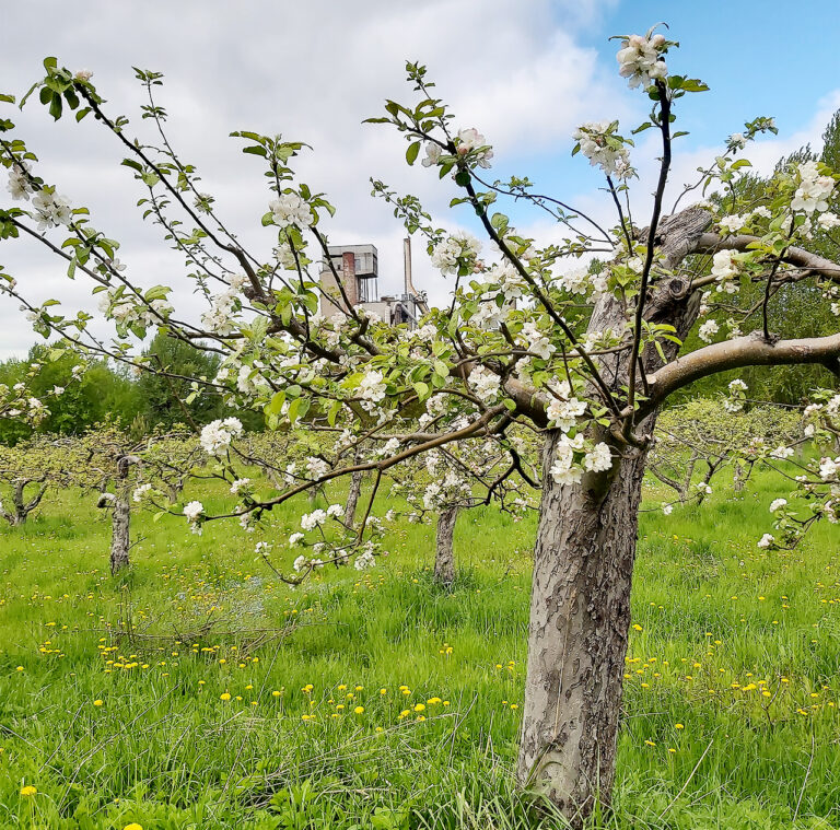 Lohjan Syysmarkkinat ja Omenakarnevaalit siirtyvät ensi vuoteen