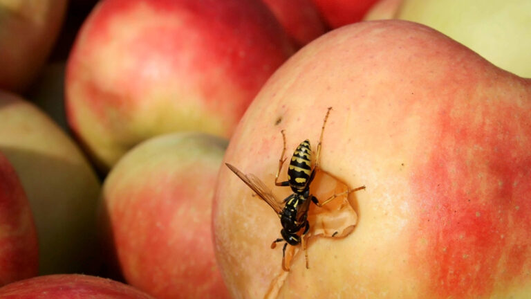 Hajuton jäteastia ja muut helpot niksit, joilla välttyy ampiaisvierailta roska-astialla