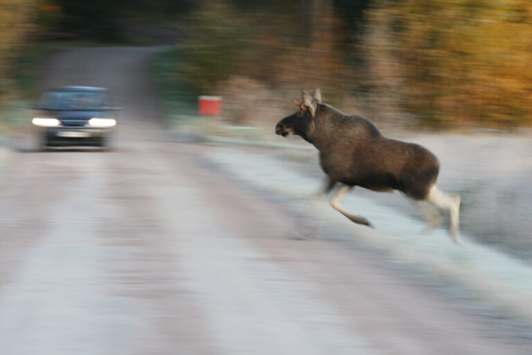 Hidasta hirvivaara-alueella