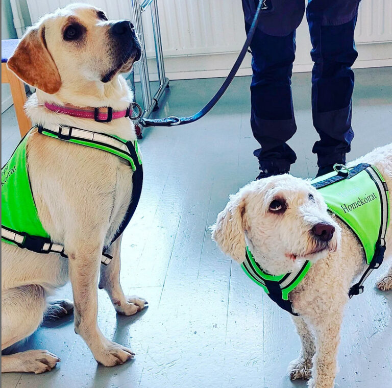 Homekoira voi pelastaa sinun, ja seuraavien asukkaiden terveyden