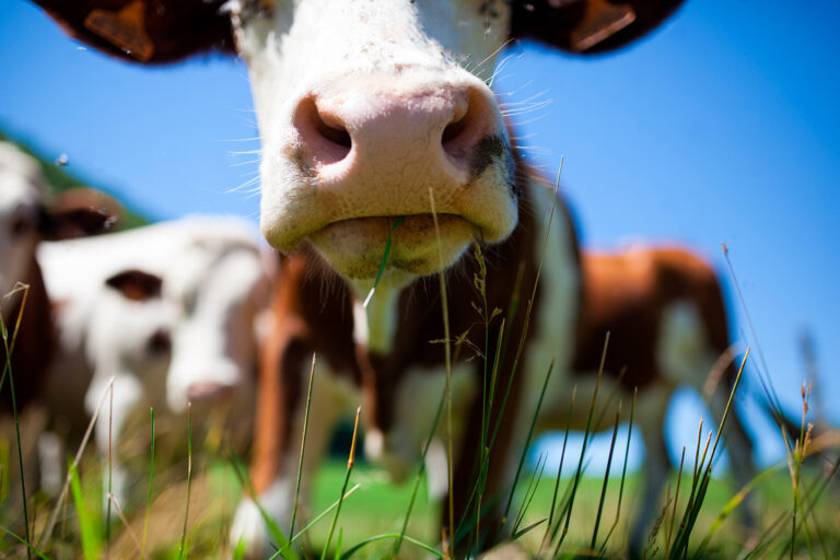 Maa- ja metsätalous ja kaupungistuminen