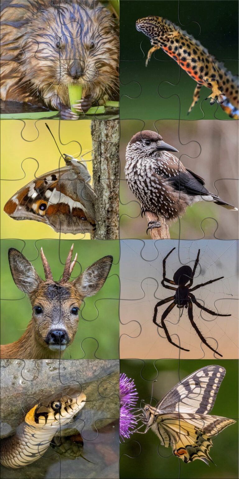 Kuinka hyvin sinä tunnet Suomen eläimet