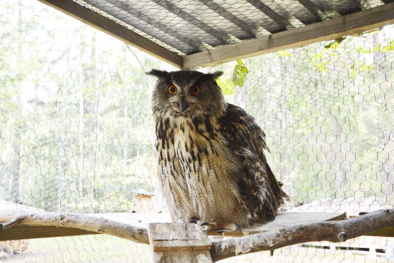 Lintutalon isäntä ja siivekkäät kaverit