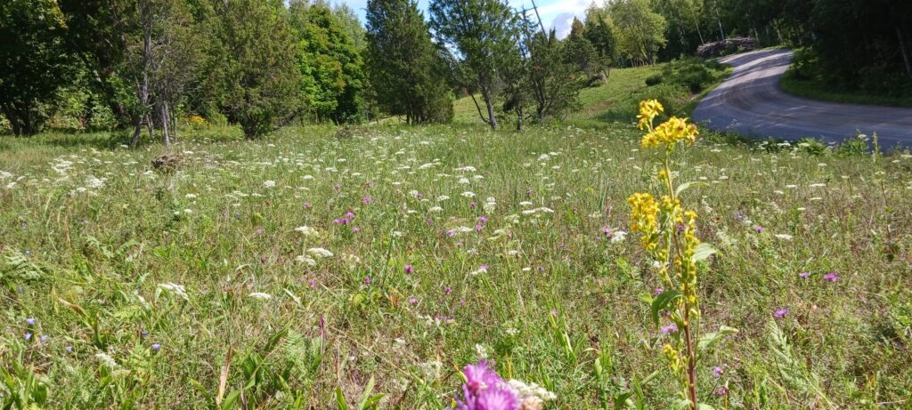 Maksjokiniitty kukkii Kuva: Virtanen Riitta