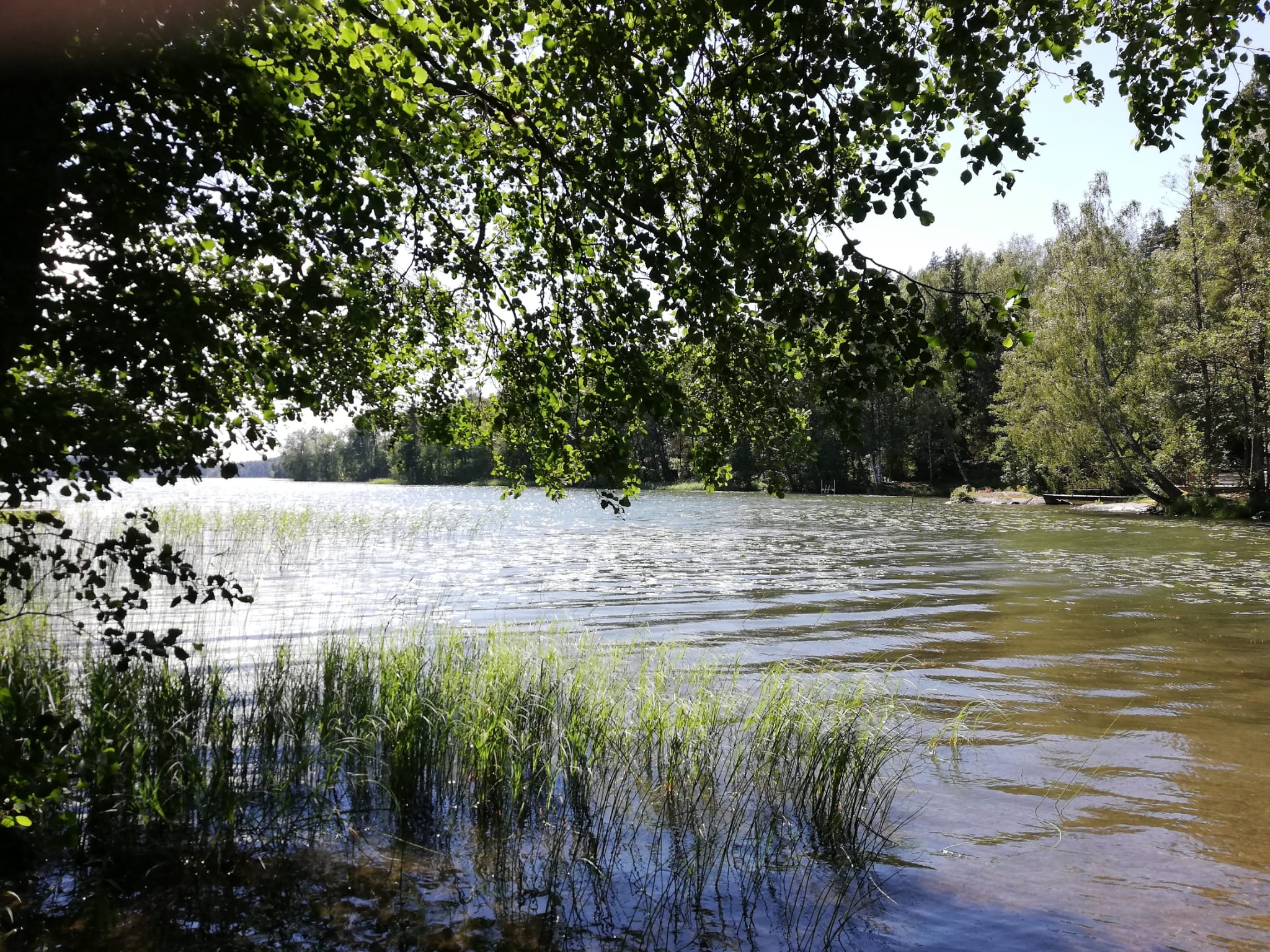 Rantamaisemaa Hormajärven Mustalahdelta juhannuksena 2024 (c) 2024 Anu Ekman