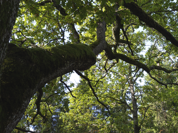 hiiden opisto sertifikaatti