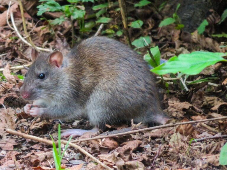 Rottahavaintoja asuinalueella