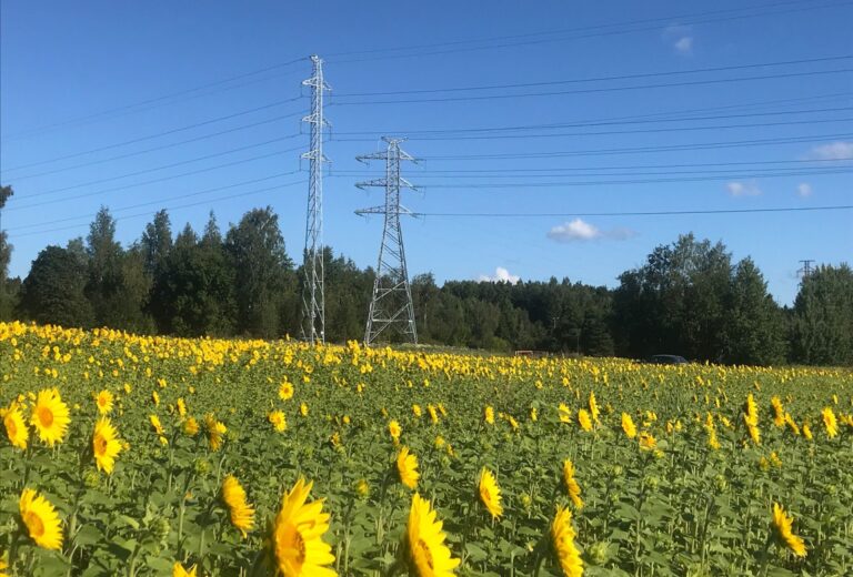 Caruna suunnittelee sähköverkon uusimista Saukkolassa: 195 km kaapelia ja 60 muuntamoa