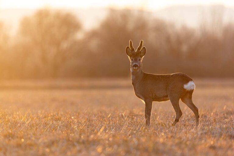 Syksyn pimeät tunnit piilottavat peurat ja kauriit – Onnettomuusriski huipussaan loka-marraskuussa