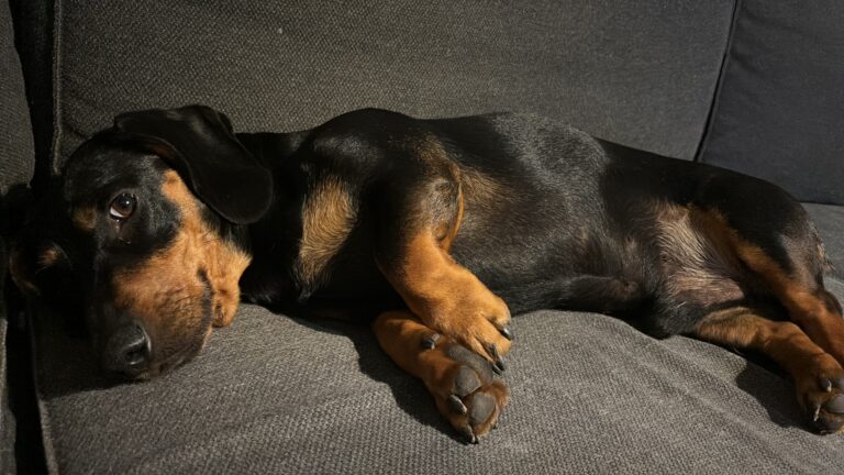 Susi söi mäyräkoiran kesken treenin Lohjalla