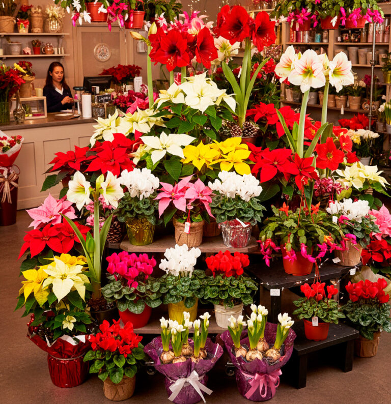 Joulukukat: iloa itselle, ja samalla ostaa kukan yksinäiselle vanhukselle