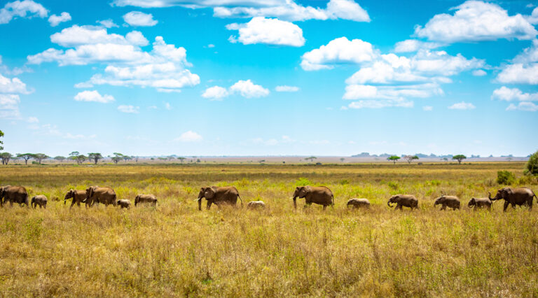 Matkat Tansaniaan tarjoavat sekä savannin että rannikon elämyksiä – ja kaikkea siltä väliltä