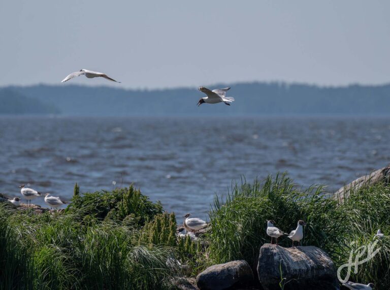 Lokkeja Lohjanjärvellä Jussi Vesterinen