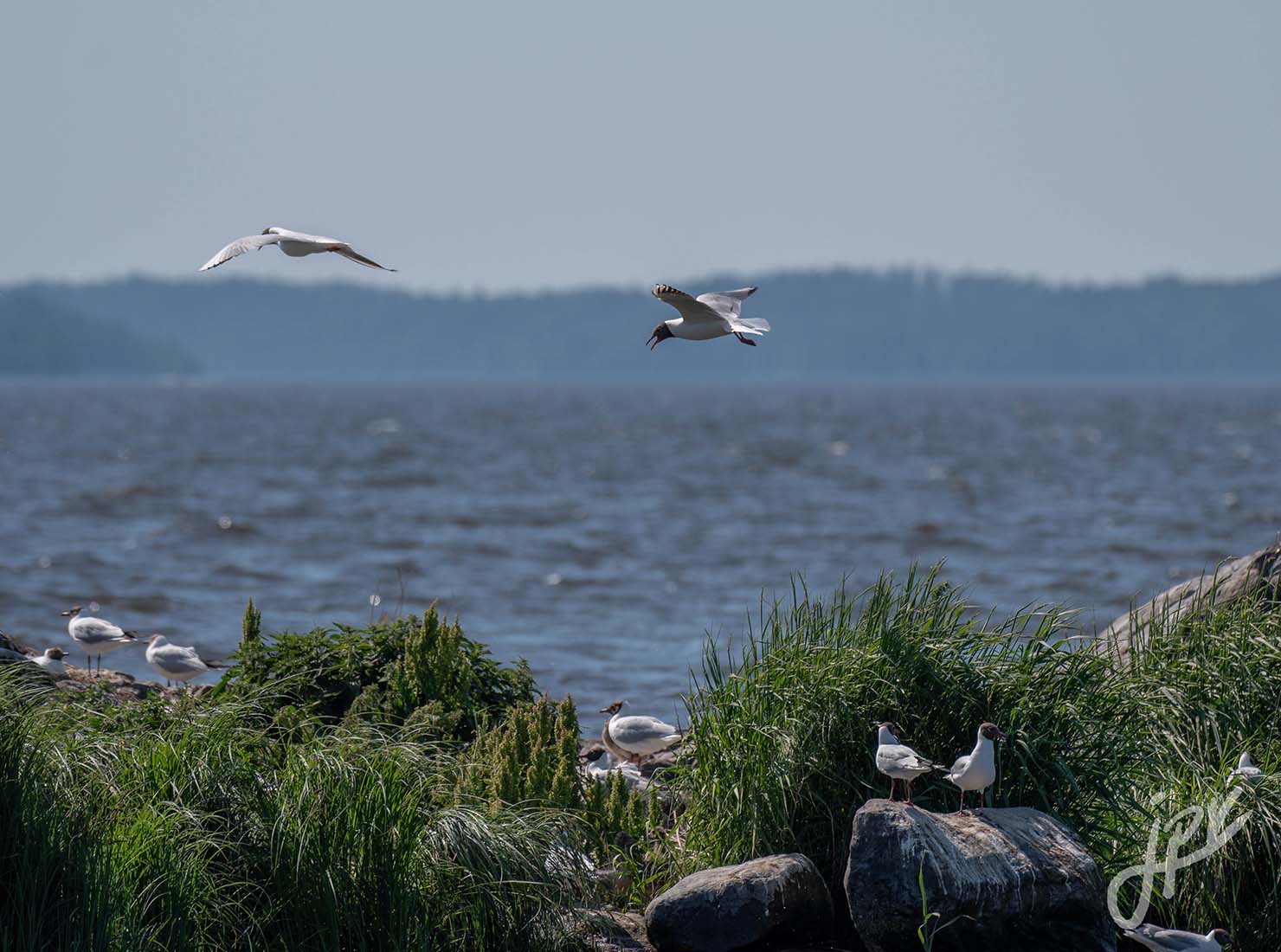 Lokkeja Lohjanjärvellä Jussi Vesterinen